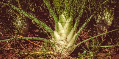 7 antiche verdure da piantare nel tuo orto: la guida definitiva!
