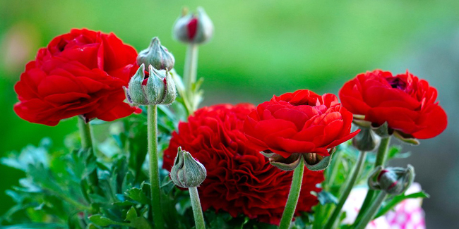 Come ottenere un giardino invaso di 10 fiori rossi: ecco come farlo!
