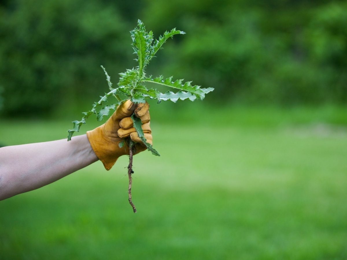 Controllo naturale delle erbe infestanti: come distinguere le soluzioni che funzionano dalle altre?
