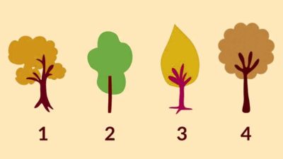Test di personalità: seleziona un albero per scoprire se hai fiducia in te stesso o no