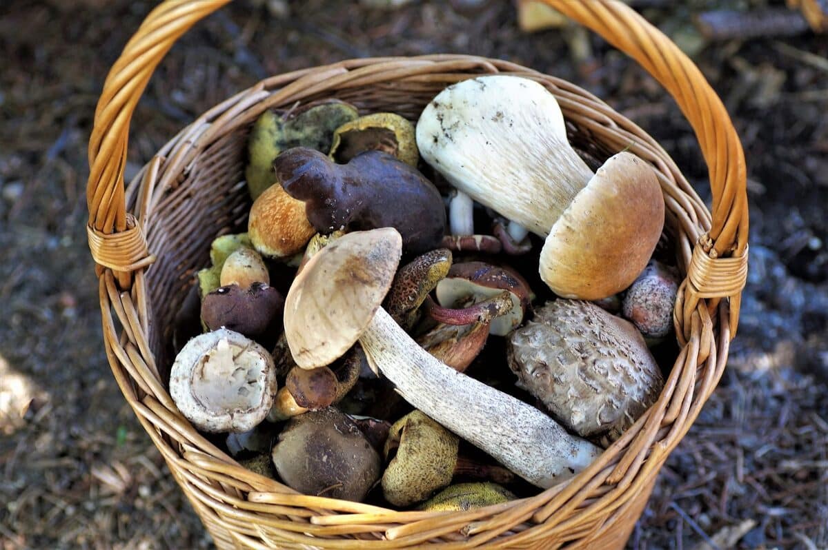 Guida completa: pulire, pelare e preparare i funghi in pochi semplici passaggi